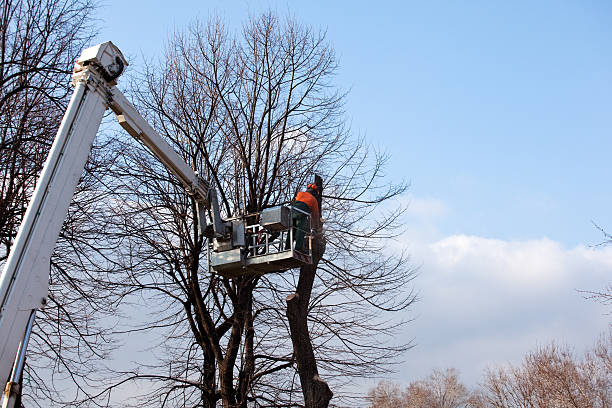 Best Hazardous Tree Removal  in Keaau, HI